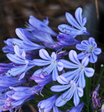 Agapanthus flowers.