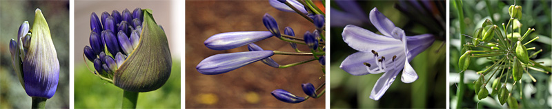 The terminal inflorescence opens to reveal the individual flowers. Seeds may follow the flowers if pollinated.