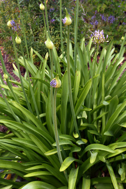 The strap-like leaves remain attractive when the plant is not blooming