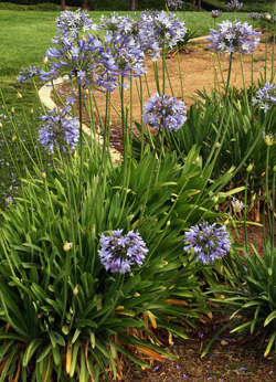 Agapanthus or Lily-of-the-Nile