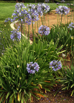 Agapanthus 'Tinkerbell' - Blue Lily-of-the Nile