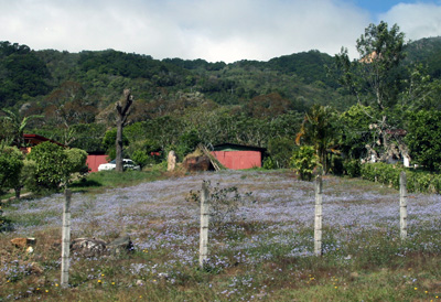A field in Costa Rica with wild ageratum in bloom.