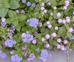 Ageratum Blue Puff and Gomphrena globosa Gnome Pink