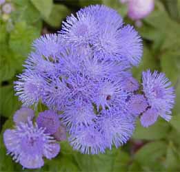 Ageratum is an annual with true blue flowers