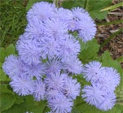 There are many different varieties of Ageratum.