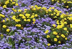 Blue ageratum and yellow marigolds provide nice contrasting colors.