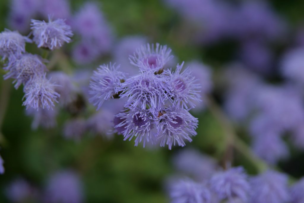 Ageratum, <em>Ageratum  houstonianum</em>‘ loading=’lazy’ /></a></div><h3><a class = 