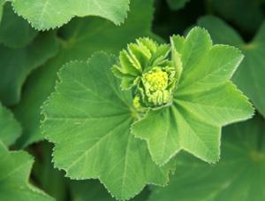 Flower buds.