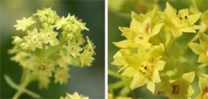 The tiny flowers, closeup, have no petals.