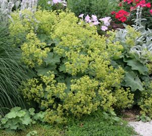 Ladys mantle, Alchemilla mollis, blooming in a garden.