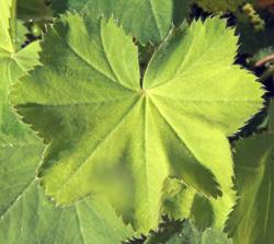 The large leaves are lobed, with serrated edges.