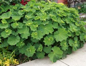 Alchemilla mollis Auslese just before blooming.
