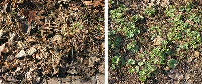 The foliage in late winter and early spring.