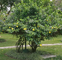 Allamanda cathartica pruned as a shrub.