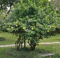 Allamanda cathartica