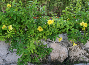 Allamanda growing over a rock wall.