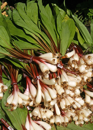 Ramps for sale at a farmers market.