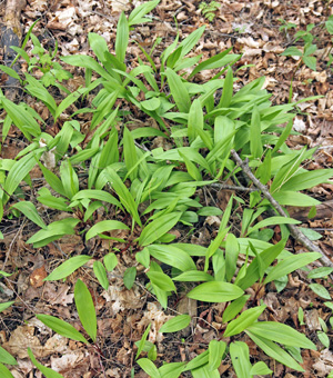 Ramps can form large colonies