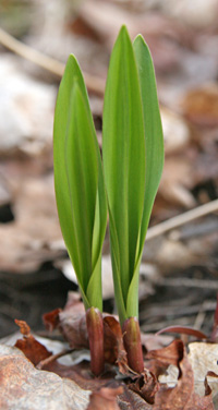 Leaves coming up in spring.