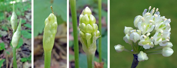 The flower stalks are covered with a papery sheath (L), that breaks open to reveal numerous white buds (LC and RC) that open into small white flowers in the terminal cluster (R).