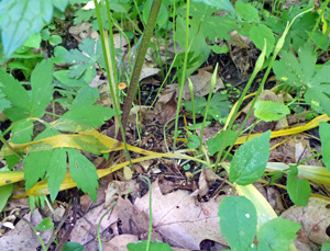 The foliage dies back in summer, about the time the plants begin to flower.