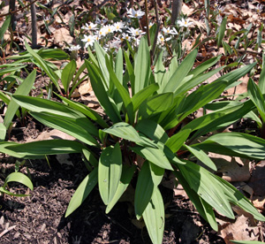 A clump of Allium tricoccum (with bloodroot blooming behind).