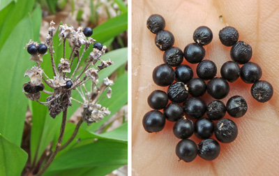 The shiny, sperical black seeds (R) persist through the winter on the old flower stalks (L).