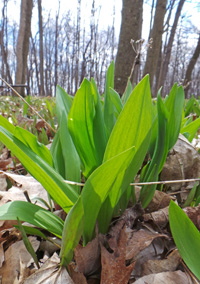 Ramps grow best in shady areas.