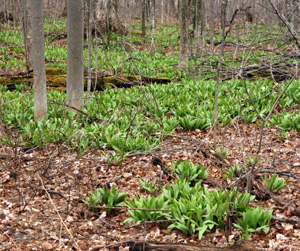 Large patches of Allium tricoccum in a maple woods in early spring.