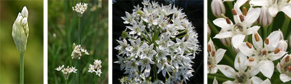 Flowers of Allium tuberosum emerge from papery buds (L) to open in loose umbels of star-shaped, white flowers (R).