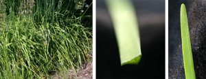 The grass-like foliage of garlic chives (L). Each narrow leaf is flattened to be roughly triangular in cross-section (C), with a rounded tip (R).