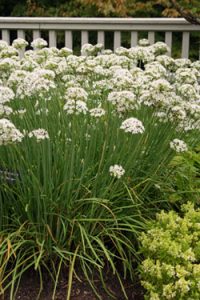 Garlic chives bloom in the fall.