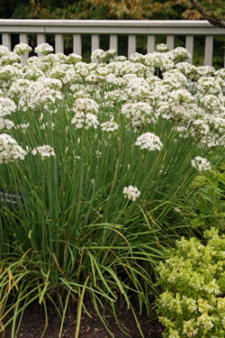 Herb : Chives