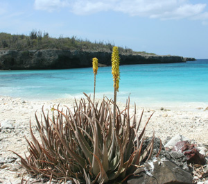 Aloe vera on the island of Bonaire in the southern Caribbean, where it was once cultivated and has now become naturalized.