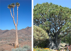 Left: Aloe pillansii at home in the desert of South Africa. Right: The south African Aloe barberae is the largest of the genus, here growing at Grigsby Cactus Gardens, a nursery in Vista, California. Both are probably a bit too large for the average Wisconsin windowsill.