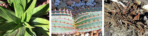 Left: Aloe harlana from Ethiopia shows the typical rosette pattern of growth of most aloes. Note the attractively marked leaves with toothed margins. Center: When young, the leaves of Aloe suprafoliata (from South Africa) lie in two stacked rows, but plants become rosettes as they mature. Right: The miniature Aloe calcairophila from Madagascar maintains its leaves in two rows.