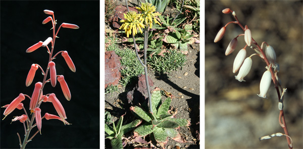 Left: The small hybrid Aloe Freckles has a fairly typical Aloe inflorescence in the form of a raceme with tubular flowers. The shape and density of the raceme and color of the flowers vary with species. Center: Aloe maculata (the form called saponaria) from South Africa has either reddish or yellow flowers in a tight capitate (head-like) raceme. Right: White flowers of Aloe calcairophila. 