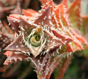 Aloe juvenna is a delightful, easy to grow miniature from Kenya with clustering columnar rosettes less than 2 across. Species such as this with leaf bumps, teeth, and interesting colors are used as parents in hybridization programs.
