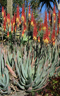 Medium to large aloes are common landscape plants in southern California. This is Aloe aculeata growing at the Huntington Botanic Garden near Pasadena. Note the bicolor flowers.