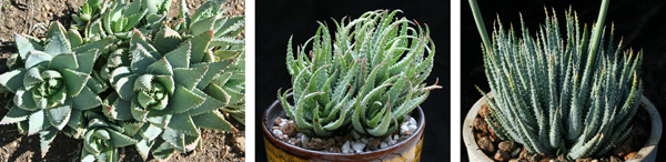 All of these species are small to dwarf in size, with individual stems no more than 4 in diameter. All will do well initially in a 3-4 pot, but all cluster with time and will need to be moved up to larger pots or divided. Left to right: Aloe brevifolia, A. humilis, A. florenceae. The first two are from South Africa; the third is from Madagascar.