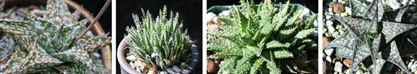 Aloe descoingsii (left) and A. haworthioides (left center) are popular, easy dwarfs from Madagascar that are frequently used in breeding programs. A. Pepe (right center) is a first generation hybrid of the two. Aloe Winter Sky, with white snowflakes against a grey sky, is another A. descoingsii hybrid.