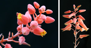 Flowers of Aloe descoingsii left) and one of its hybrids, Aloe Winter Sky (right).