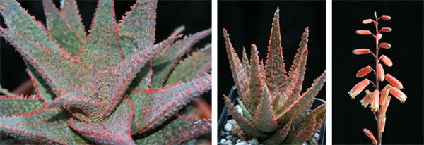 Aloe Medium Well Done (left) by Kelly Griffin and A. DZ (center and right) by Karen Zimmerman show the seemingly impossible colors and textures being created by modern hybridizers. These hybrids have lengthy lineages and complex parentage.