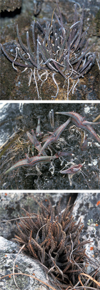 These are three true dwarves seen in their natural habitats in Madagascar. Aloe droseroides (top) and A. inexpectata (middle) grow in very restricted areas on the same hillside. Aloe parvula (bottom) growing amongst granite boulders.