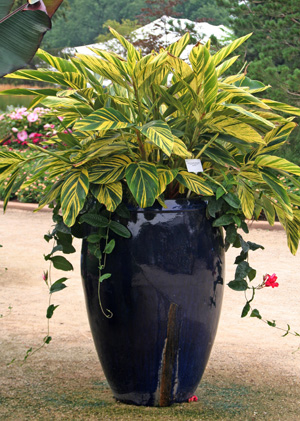 Variegated shell ginger maakt een opvallende aanvulling op containers.