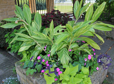 Variegated shell ginger in a seasonal container.