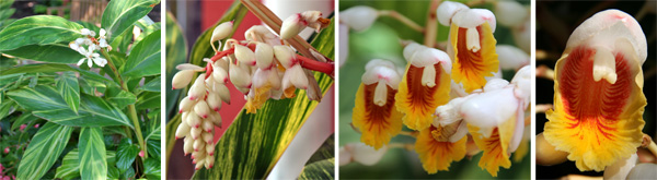 Alpinia zerumbet produz flores numa racemo terminal (L), com flores brancas pendentes (LC) que têm cada uma um interior amarelo e vermelho (RC e R).