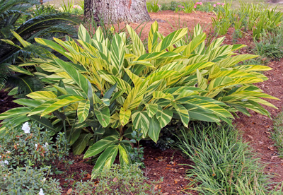 Variegated shell ginger, Alpinia zerumbet Variegata.