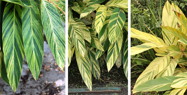 The amount of variegation on the leaves varies a lot.