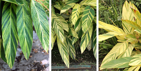 La cantidad de variegación en las hojas varía mucho.